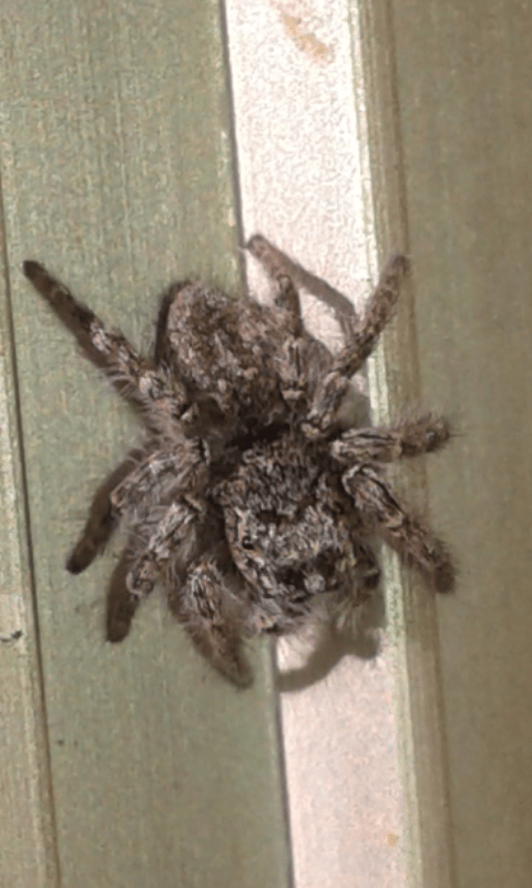 Salticidae: Philaeus chrysops, giovane